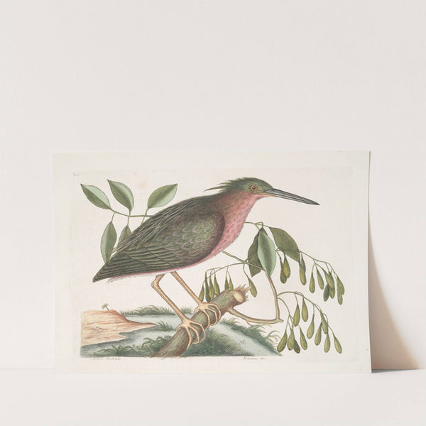 Ardea Stellaris minima, The small Bittern; Fracinus &c. by Mark Catesby