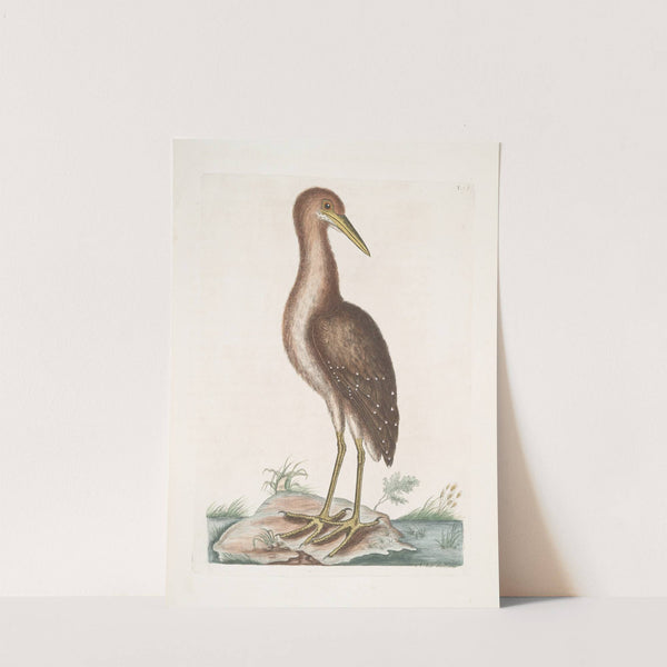 Ardea Stellaris, The brown Bittern. by Mark Catesby