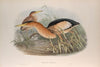 Ardetta minuta. Little Bittern. (1862-1873)