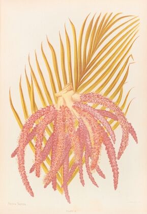 Areca Sapida