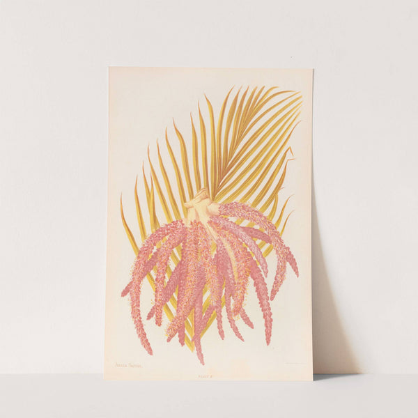 Areca Sapida by Georgina Burne Hetley
