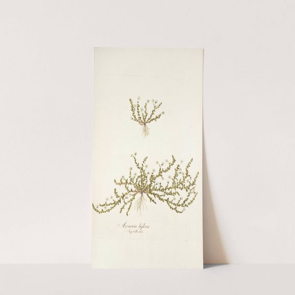 Arenaria biflora by Nikolaus Joseph Freiherr von Jacquin
