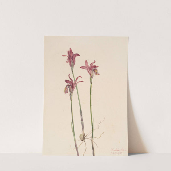 Arethusa (Arethusa bulbosa) (1918) by Mary Vaux Walcott