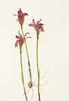 Arethusa. (Arethusa bulbosa) (1925)
