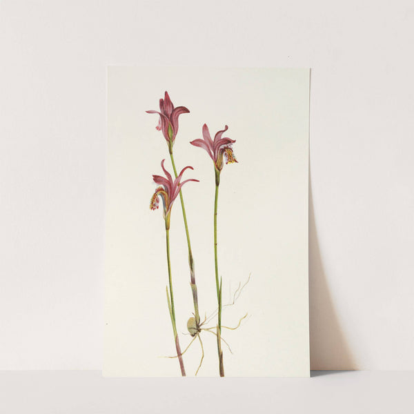 Arethusa. (Arethusa bulbosa) (1925) by Mary Vaux Walcott