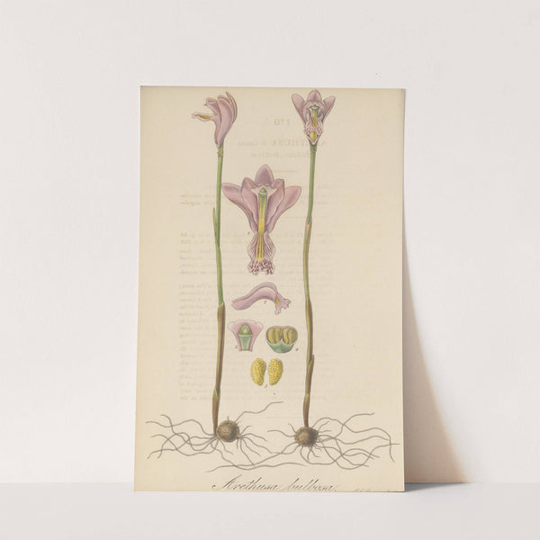 Arethusa bulbosa by William Jackson Hooker