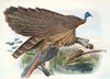 Argus Grayi.