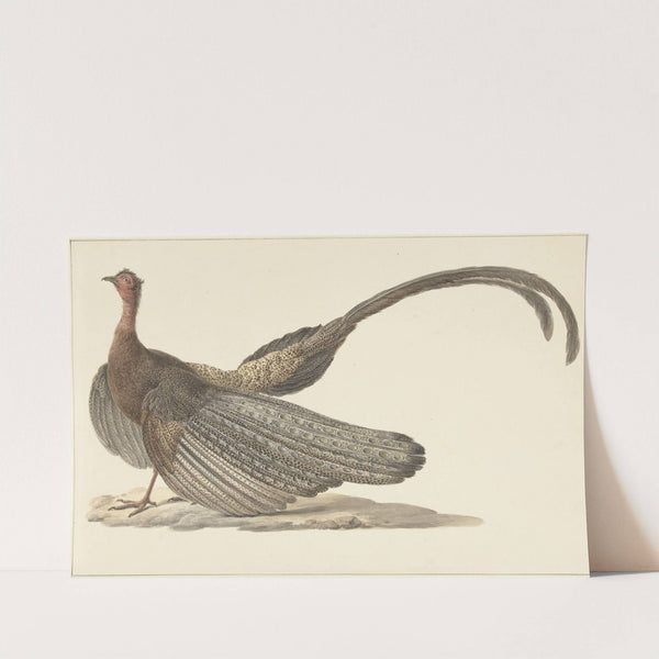 Argus Pheasant by Pieter Pietersz. Barbiers
