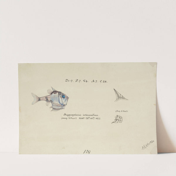 Argyropelecus hemigymnus (NZ) - common hatchetfish by Frank Edward Clarke