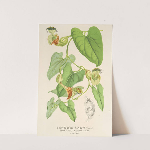 Aristolochia barbata by Charles Antoine Lemaire