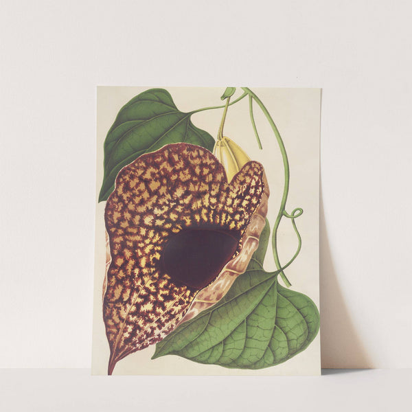 Aristolochia cordiflora by Charles Antoine Lemaire