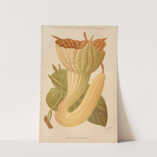 Aristolochia Goldieana (1893) by George Nicholson