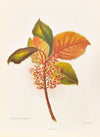Aristotelia Racemosa