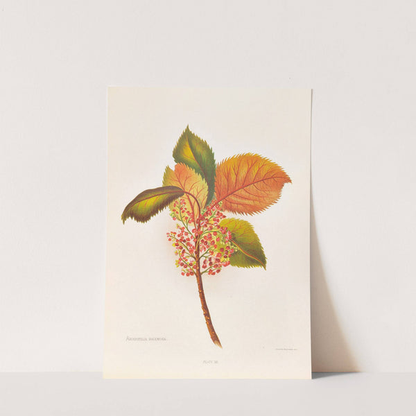 Aristotelia Racemosa (1888) by Georgina Burne Hetley