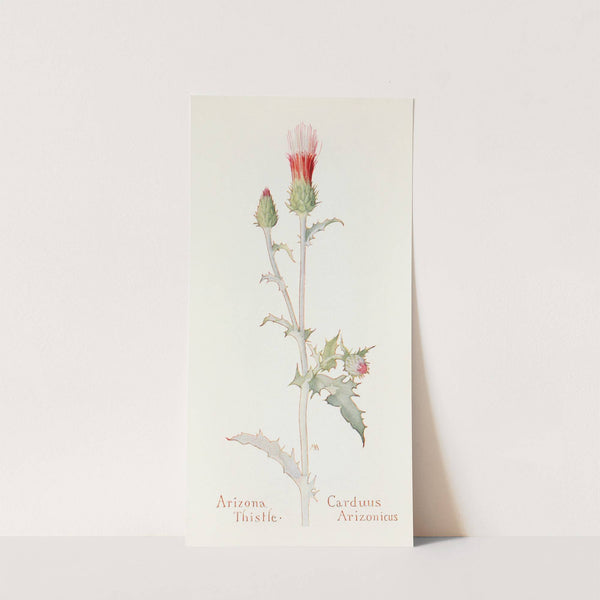 Arizona Thistle by Margaret Armstrong