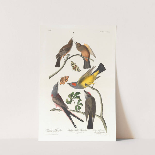 Arkansaw flycatcher. Swallow-tailed flycatcher by John James Audubon