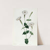 Armenian Catchfly by Sydenham Edwards