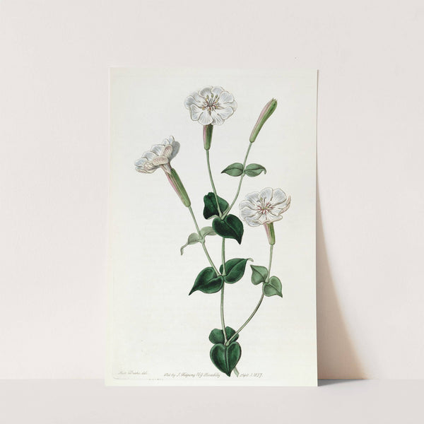 Armenian Catchfly by Sydenham Edwards