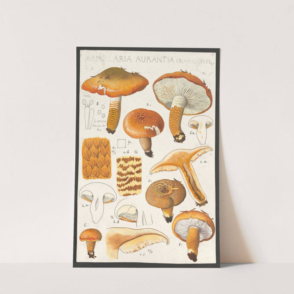 Armillaria aurantia Schäff. Quél. (1915-1945) by Hans Walty