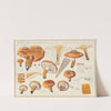 Armillaria aurantia (Schäff) Quél, Tricholoma aurantium Schff., nach Ricken (1915-1945) by Hans Walty