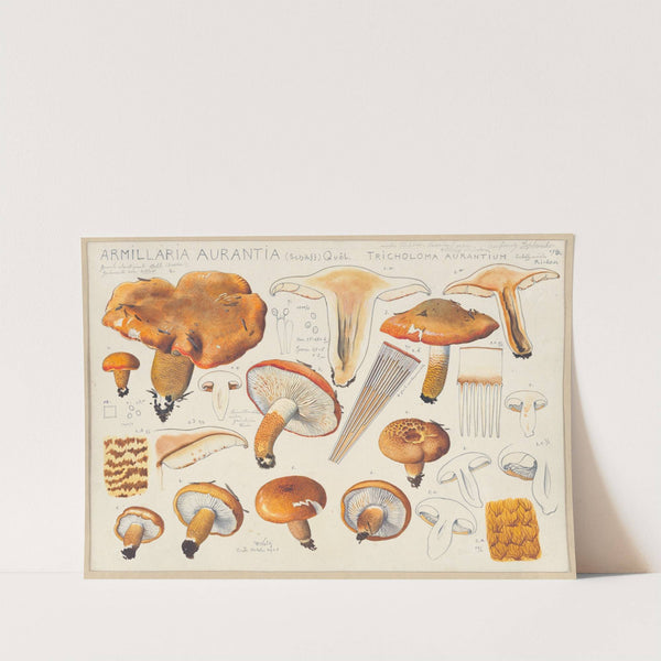 Armillaria aurantia (Schäff) Quél, Tricholoma aurantium Schff., nach Ricken (1915-1945) by Hans Walty