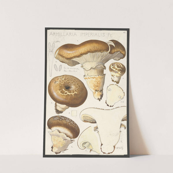 Armillaria imperialis Fr (1915-1945) by Hans Walty