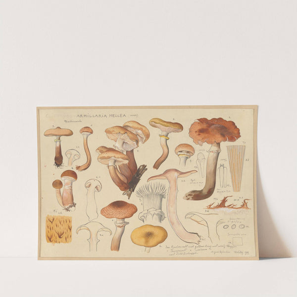 Armillaria mellea (Wahl) (1915-1945) by Hans Walty