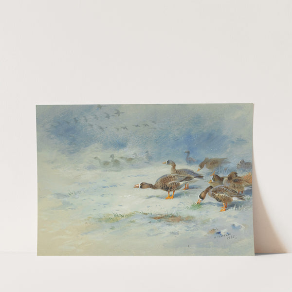 Arnacle Geese (1935.) by Archibald Thorburn