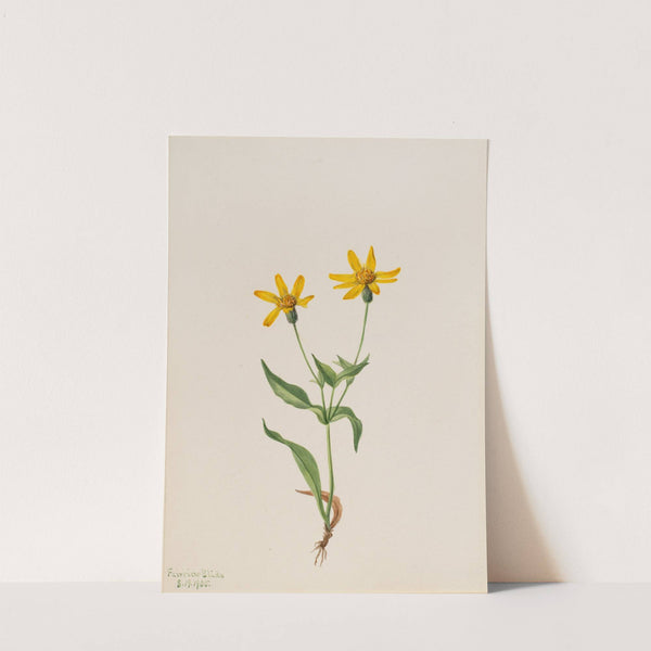 Arnica alpina (1905) by Mary Vaux Walcott