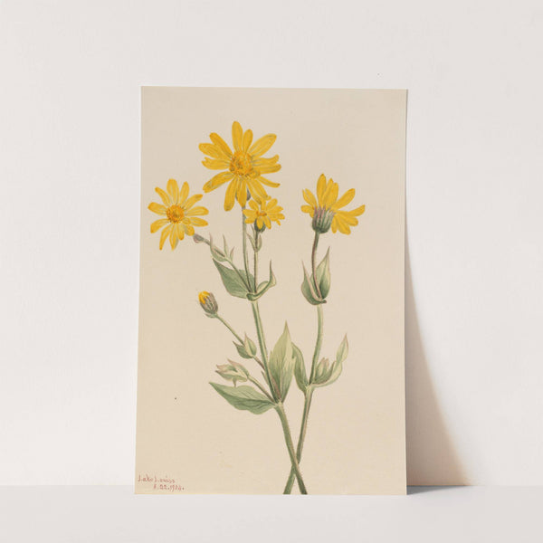 Arnica (Arnica latifolia) (1904) by Mary Vaux Walcott