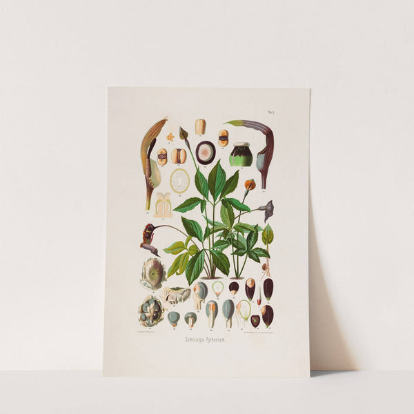 Aroideae Maximilianae Pl.02 (1879) by Heinrich Wilhelm Schott