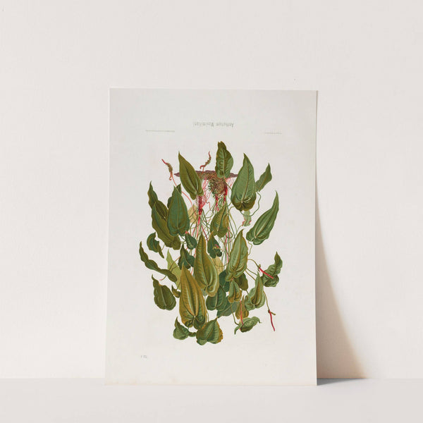 Aroideae Maximilianae Pl.04 (1879) by Heinrich Wilhelm Schott