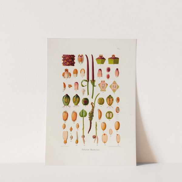 Aroideae Maximilianae Pl.05 (1879) by Heinrich Wilhelm Schott