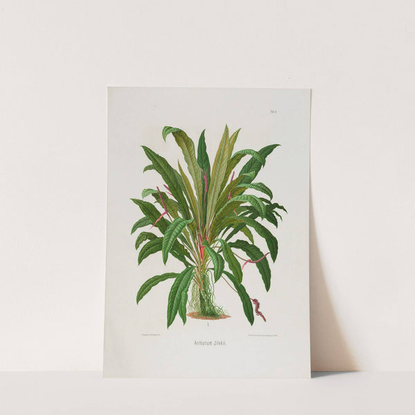 Aroideae Maximilianae Pl.06 (1879) by Heinrich Wilhelm Schott