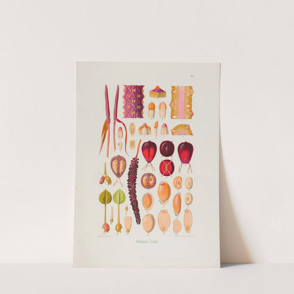 Aroideae Maximilianae Pl.07 (1879) by Heinrich Wilhelm Schott