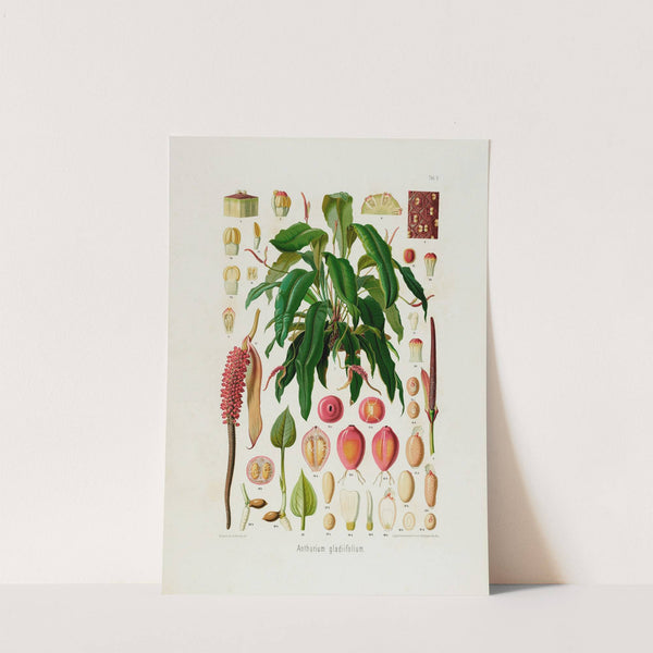 Aroideae Maximilianae Pl.09 (1879) by Heinrich Wilhelm Schott