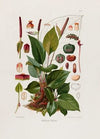 Aroideae Maximilianae Pl.11