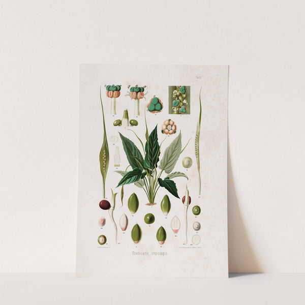 Aroideae Maximilianae Pl.12 (1879) by Heinrich Wilhelm Schott