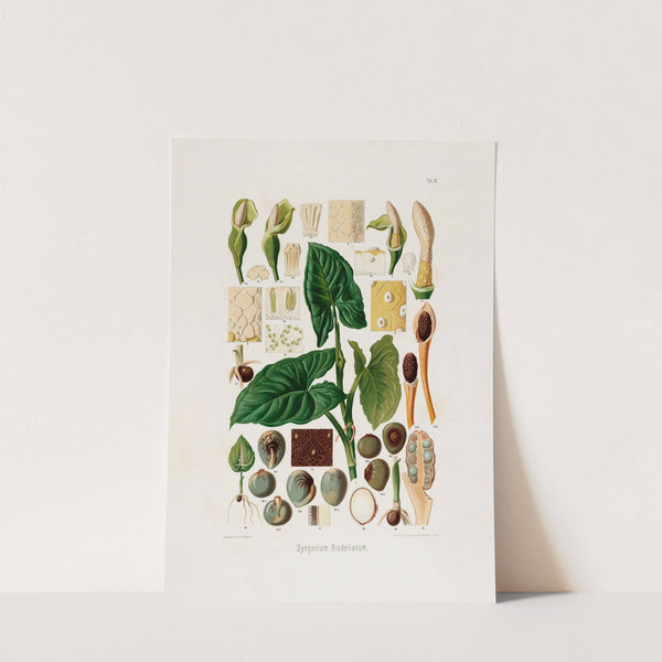 Aroideae Maximilianae Pl.18 (1879) by Heinrich Wilhelm Schott