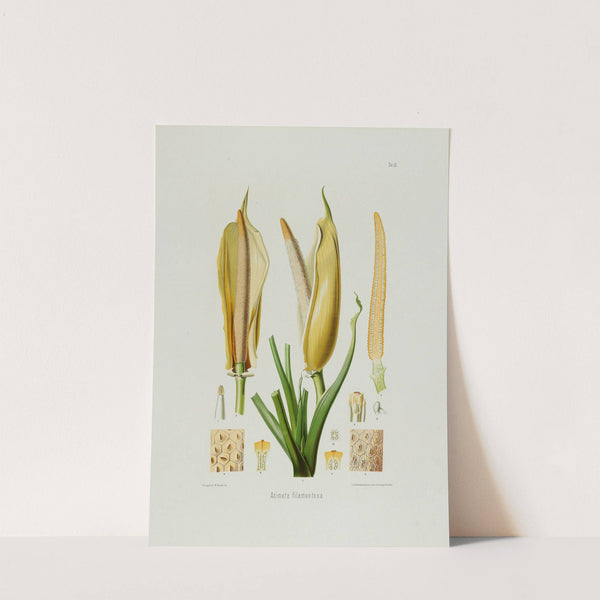 Aroideae Maximilianae Pl.20 (1879) by Heinrich Wilhelm Schott