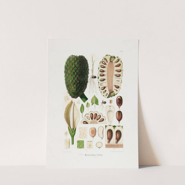 Aroideae Maximilianae Pl.22 (1879) by Heinrich Wilhelm Schott