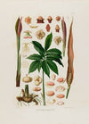 Aroideae Maximilianae Pl.23