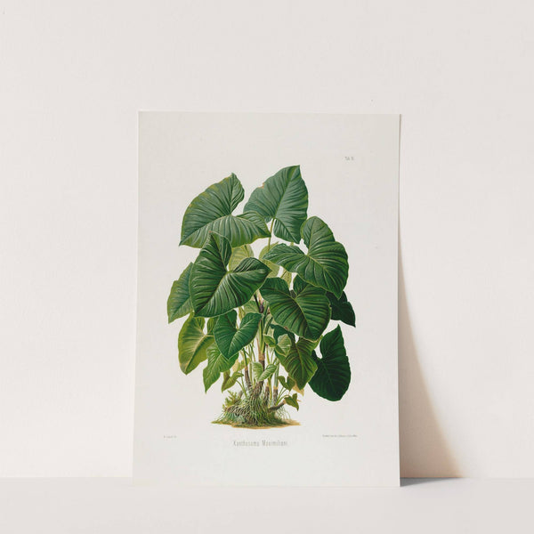 Aroideae Maximilianae Pl.31 (1879) by Heinrich Wilhelm Schott