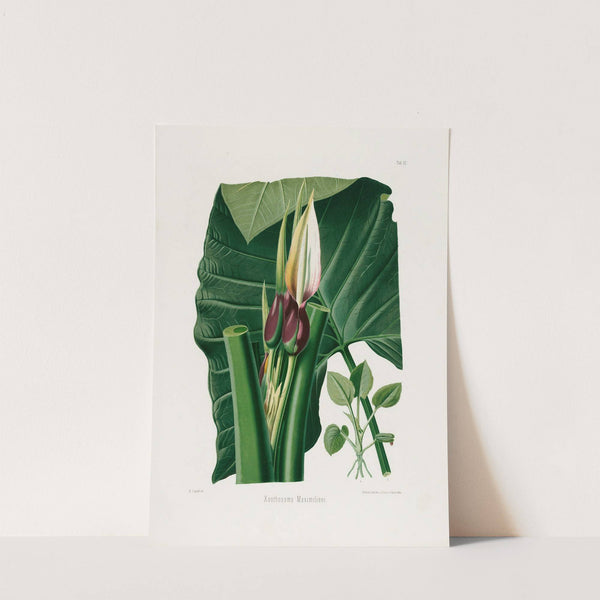 Aroideae Maximilianae Pl.32 (1879) by Heinrich Wilhelm Schott