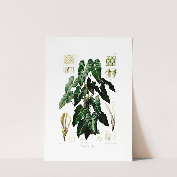 Aroideae Maximilianae Pl.34 (1879) by Heinrich Wilhelm Schott