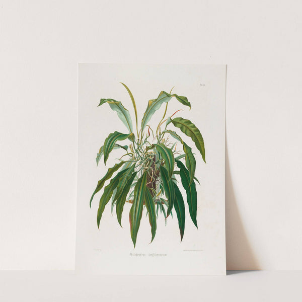 Aroideae Maximilianae Pl.35 (1879) by Heinrich Wilhelm Schott