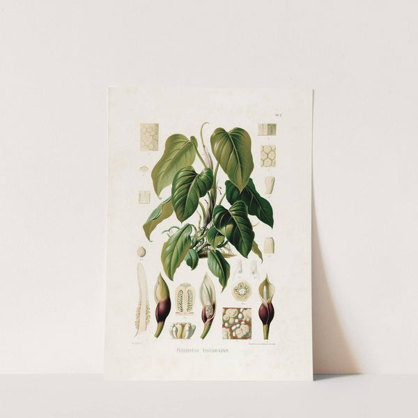 Aroideae Maximilianae Pl.37 (1879) by Heinrich Wilhelm Schott