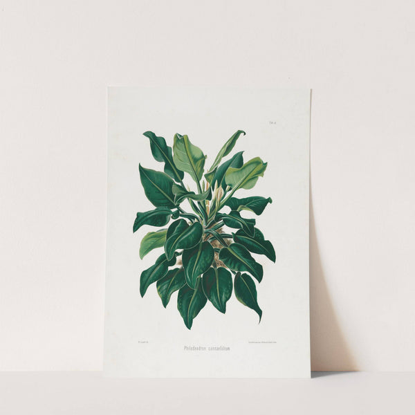 Aroideae Maximilianae Pl.38 (1879) by Heinrich Wilhelm Schott