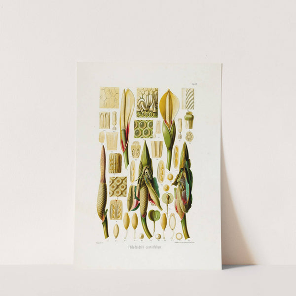 Aroideae Maximilianae Pl.39 (1879) by Heinrich Wilhelm Schott