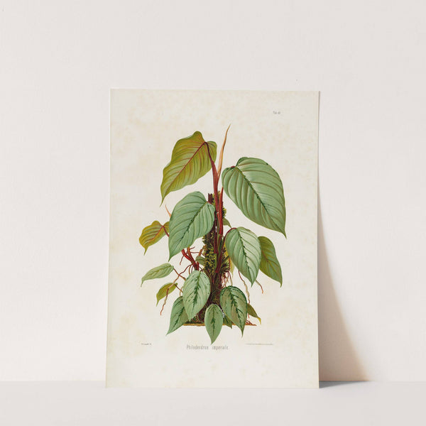 Aroideae Maximilianae Pl.40 (1879) by Heinrich Wilhelm Schott